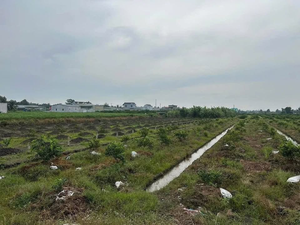 Đất Vườn Long An 4347m² - Sổ Hồng Sẵn Sàng, Đầu Tư Sinh Lời