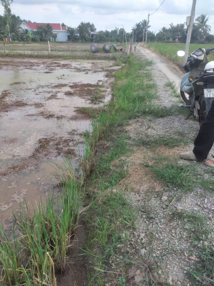 Bán Đất 1050m² Xã Tân Lân, Cần Đước - Sổ Hồng Sẵn, Giá 3.7 Tỷ