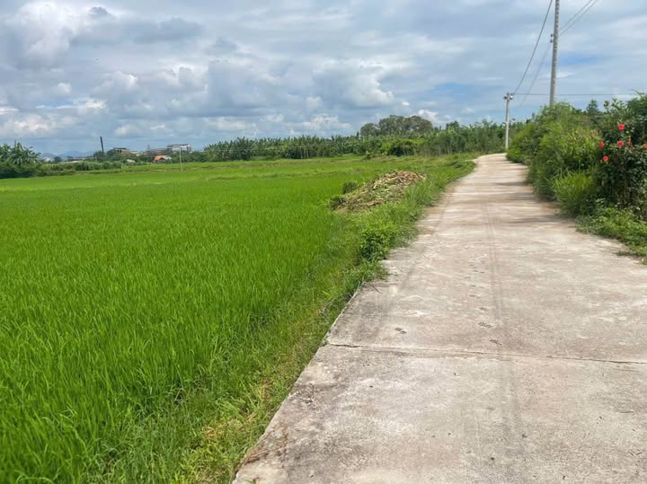 Bán Đất Thị Trấn Ma Lâm 545m² - Sổ Hồng, Mặt Tiền Bê Tông, Giá 420 Triệu