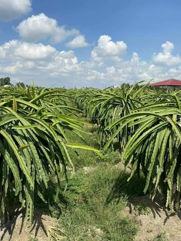 Đất Vườn 1000m² Đức Hòa, Long An - Sổ Hồng Riêng, Giá Tốt Đầu Tư