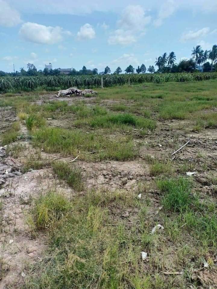 Đất Vườn Long An 1500m² - Gần Thị Trấn Tầm Vu, Sổ Thổ Cư