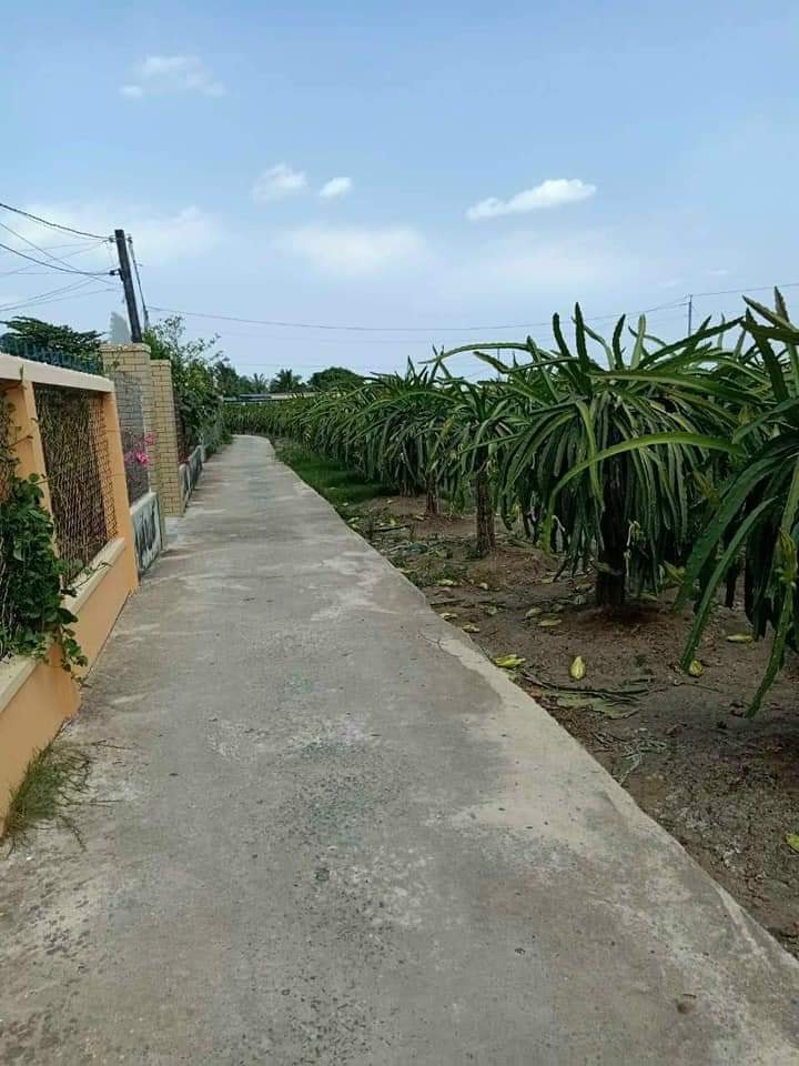 Bán Gấp Đất Vườn 4431m² Mặt Tiền 3 Lối Xe Hơi Tại Châu Thành, Long An - Giá Đầu Tư 3.9 Tỷ