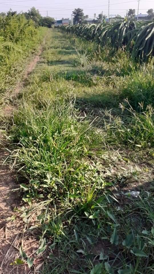 Bán Gấp 3 Công Đất Lúa Vị Trí Đẹp Tại Châu Thành, Long An - Giá 3 Tỷ