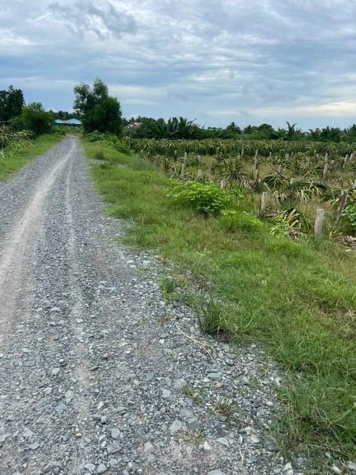 Đất Vườn Long An 2400m² - Mặt Tiền Đê Bao Thanh Phú Long, Giá Đầu Tư