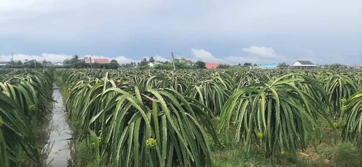 Đất Vườn Long An 1984m² Giá 892 Triệu - Sổ Đỏ Chính Chủ