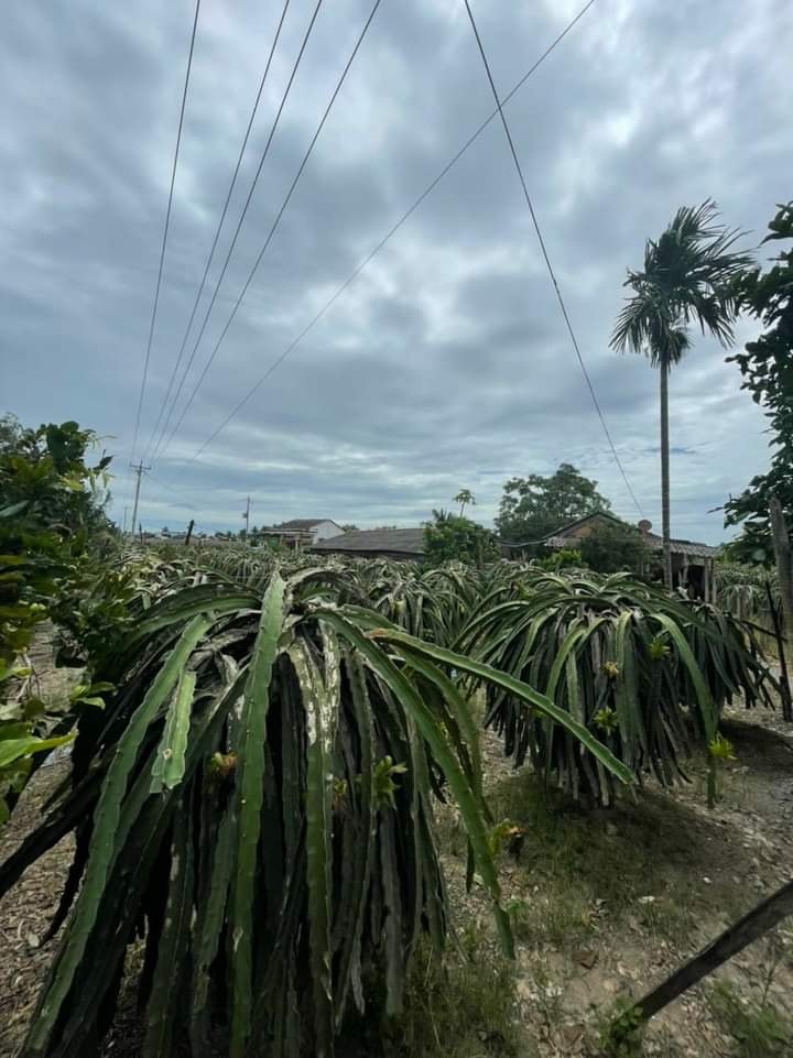 Bán Gấp Đất Vườn 1800m² Mặt Tiền Kênh Hiệp Thạnh, Long An - Sổ Hồng Sẵn Sàng