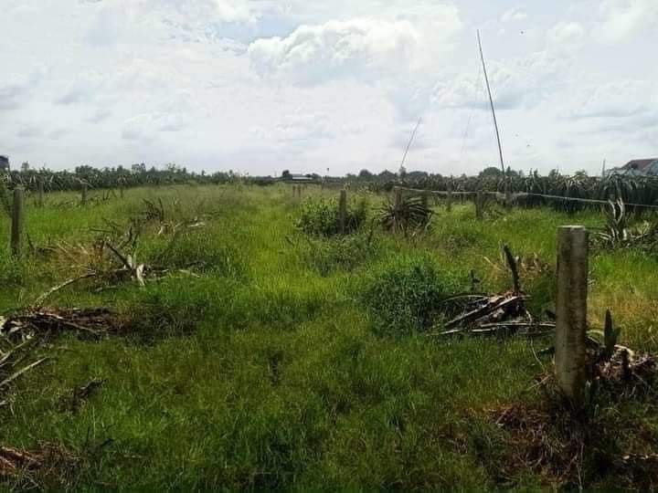 Bán Gấp 3600m² Đất Vườn Xã Phú Ngãi Trị, Long An - Giá Đầu Tư 350 Triệu