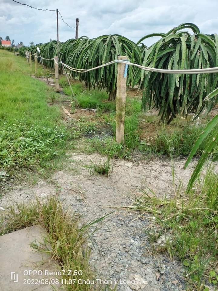 Bán Gấp 5000m2 Đất Lúa Vị Trí Đẹp Tại Châu Thành, Long An - Giá Đầu Tư 3 Tỷ