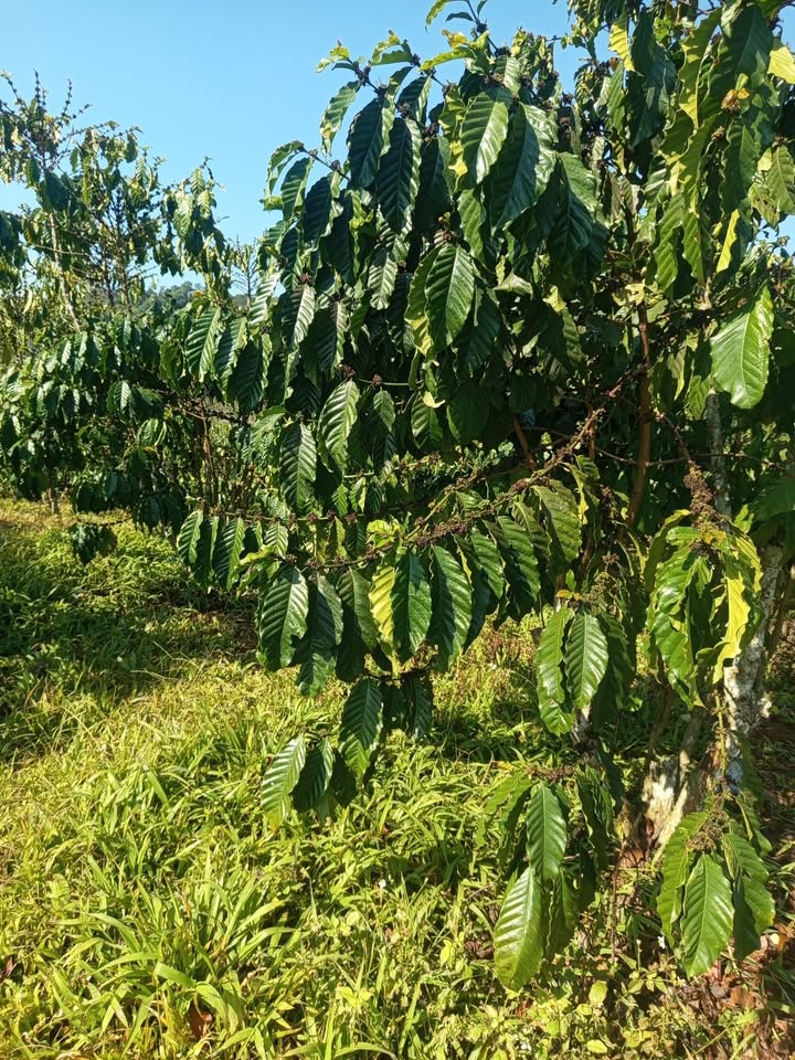 Bán Đất Đỏ 670m² Sổ Đỏ Tại Di Linh, Lâm Đồng - Giá 2.5 Tỷ Có Thương Lượng