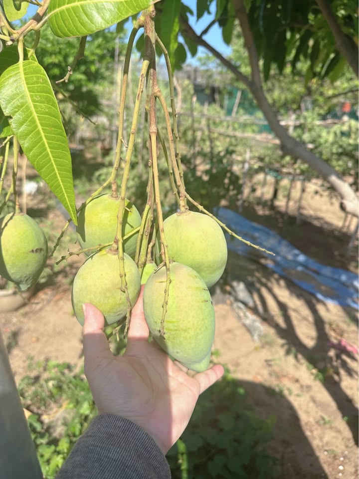 Nhà Vườn 800m² Phường 12, Vũng Tàu - Sân Rộng, Oto Tận Cửa, Giá 6.5 Triệu