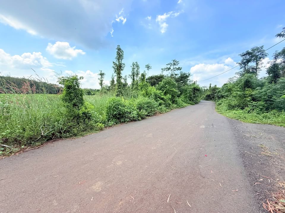 Bán gấp đất trồng cây lâu năm 1700m² mặt tiền đường nhựa Xuyên Mộc, Bà Rịa - Vũng Tàu