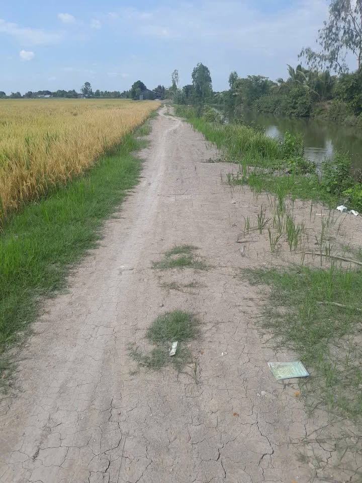 Bán 36 Công Đất Ruộng Xã Mỹ Phú Đông, Thoại Sơn, An Giang - Giá Tốt