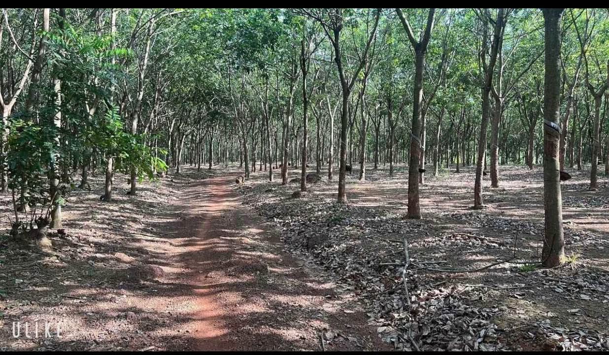 Đất Vườn Cao Su 1.7ha Tỉnh Bình Phước - Giá Đầu Tư 17 Tỷ