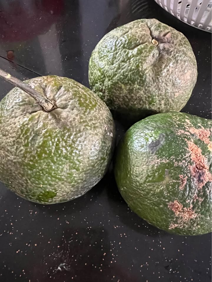 Bán Đất Vũng Tàu 172m² - Trung Tâm P12, Ô Tô Quay Đầu