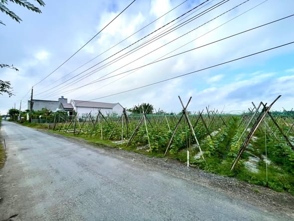 Đất nền Ấp Chợ Mới Long Hòa 400m² 1.55 tỷ - Sổ đỏ chính chủ