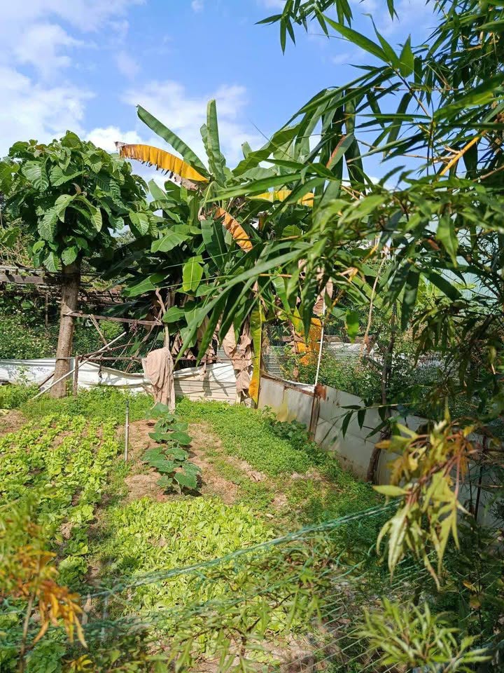 Đất nền 100m² mặt tiền Hồng Phước, Liên Chiểu, Đà Nẵng - Sổ đỏ sẵn sàng, tiềm năng sinh lời cao