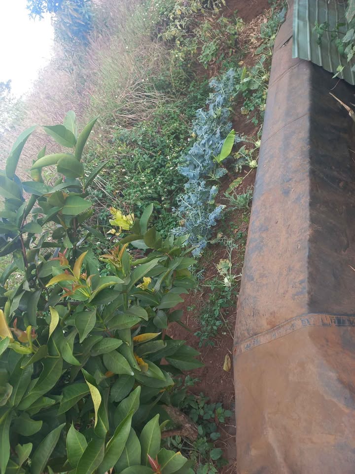 Đất Nền Ia Grai, Gia Lai - 132m² Full Thổ Cư, Sổ Đỏ Riêng