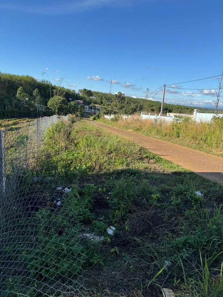 Bán Gấp Đất Vườn 13.000m² Đắk Nông - Trồng Cafe 9 Tháng Tuổi - Giá Đầu Tư 3.6 Tỷ