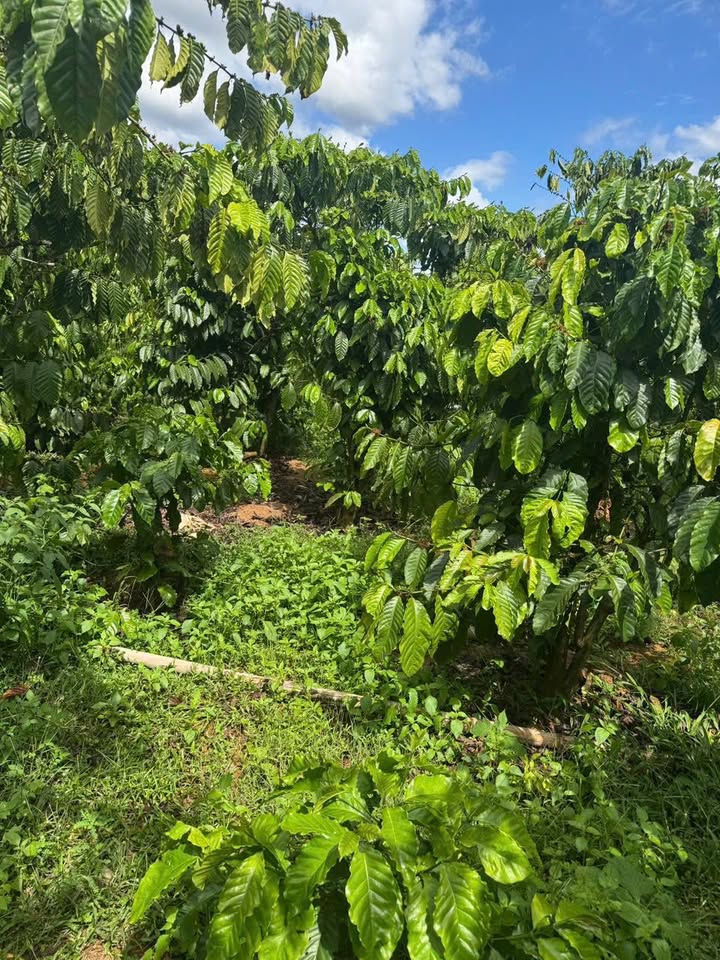 Bán Đất 11.000m² Đắk Nông - 2 Mặt Tiền, Sẵn Sàng Phân Lô, Giá 4.2 Tỷ