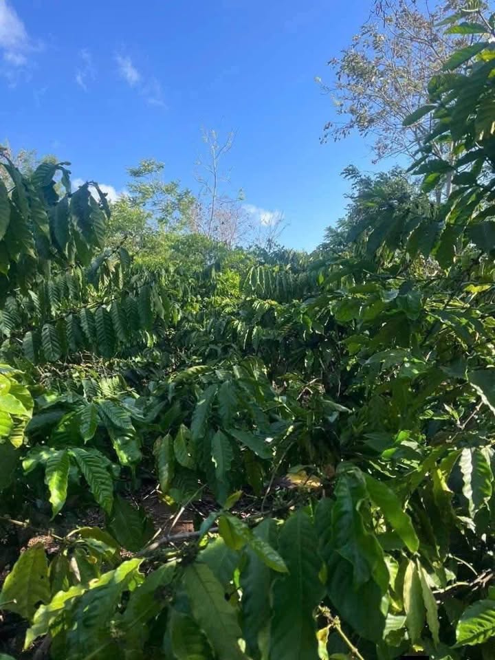 Bán gấp 7000m² đất farm cafe tiêu Đắk Lắk - Sổ hồng sẵn