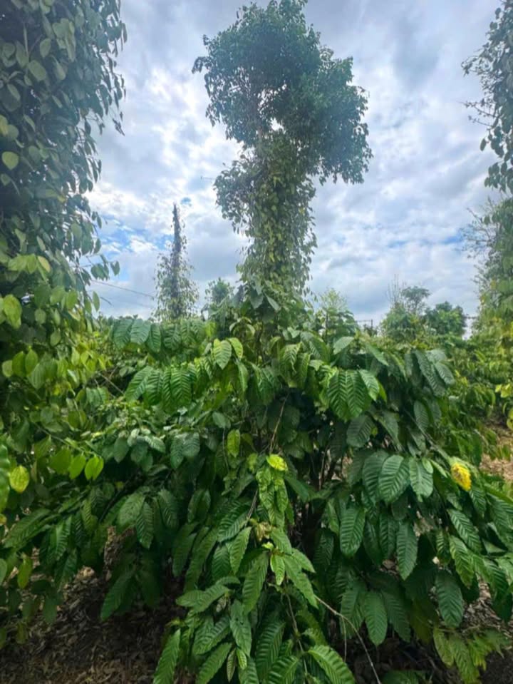 Đất Vườn 5400m² Đắk Lắk - Trồng Cà Phê, Tiêu, Sầu Riêng - Giá 1.85 Tỷ