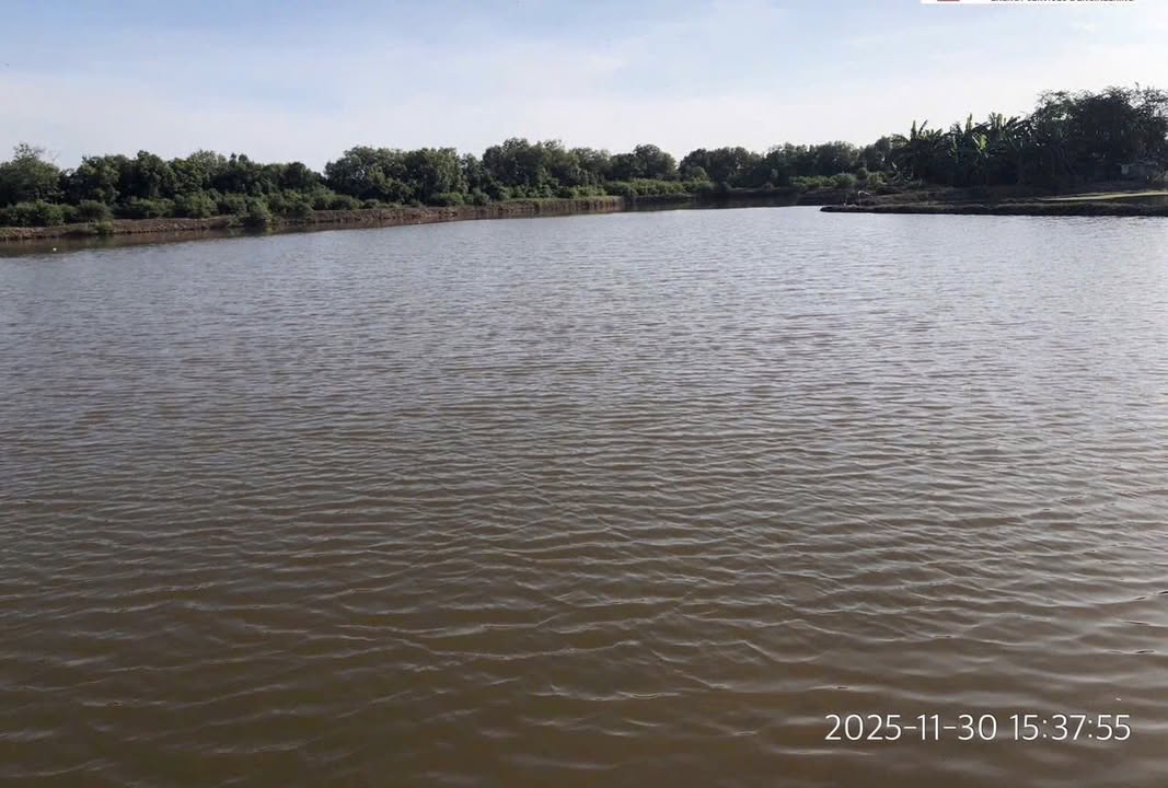 Bán đất ao 38.676m² tại Trà Vinh - Sẵn sàng nuôi trồng thủy sản