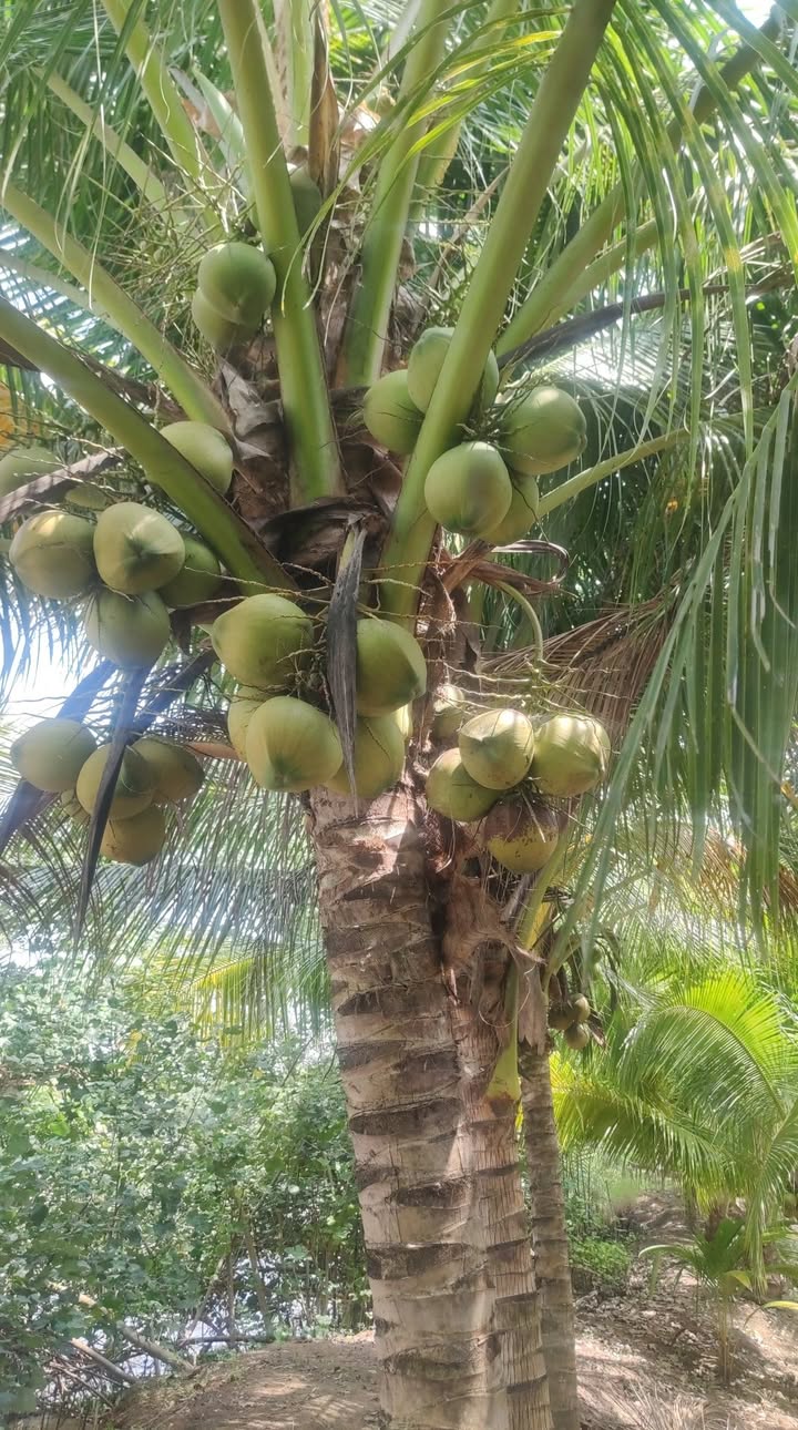 Đất Vườn 2000m² Bến Tre - Mặt Tiền Đường Nước Chính, Giá 900 Triệu