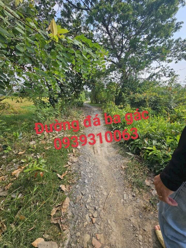 Bán Đất Vườn 1000m² Tân Phú Đông, Sa Đéc - Giá Đầu Tư 650 Triệu