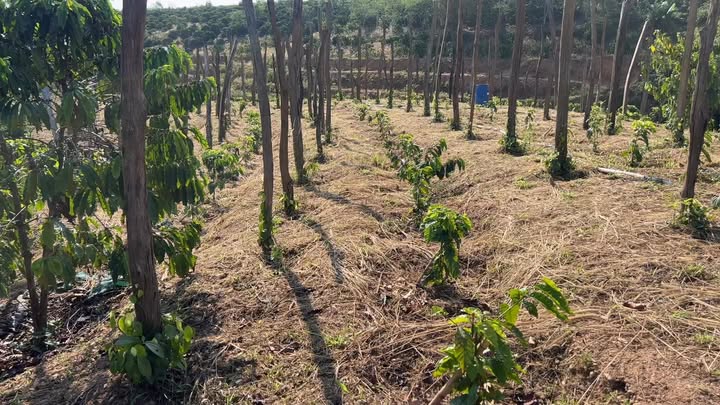 Farm 20.000m² Đắk Nông - Kinh doanh cafe, sầu riêng, tặng năng lượng mặt trời