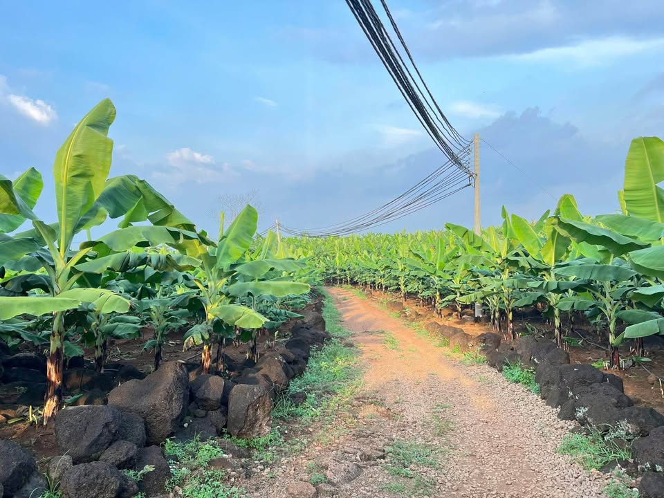 Bán Gấp 3500m² Đất Vườn Chuối Gia Kiệm - Sổ Hồng Riêng