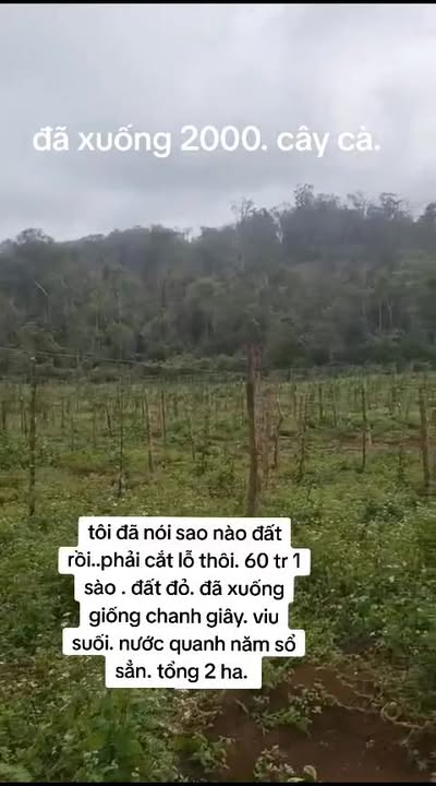 Farm 2ha Đăk Roong, Gia Lai - Sổ Đỏ, 2000 Cây Cafe & Chanh Dây
