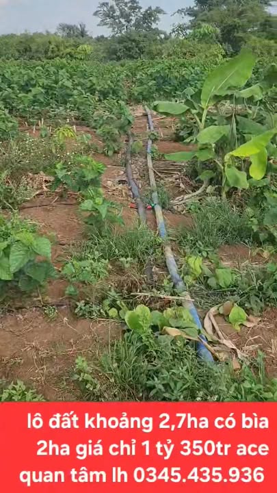 Bán gấp 2.7ha đất Gia Lai - Sổ hồng 2ha, giá đầu tư 1.35 tỷ