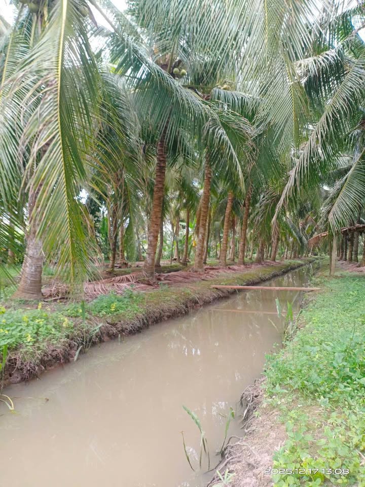 Bán Gấp Trang Trại 10.787m² Vườn Dừa & Nhà Cấp 4 Mặt Tiền Đường Xe Hơi - Trà Ôn, Vĩnh Long