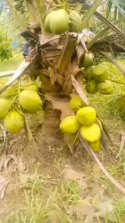 Bán Gấp Vườn Dừa 5100m² Vĩnh Long - Sổ Hồng Thổ Cư