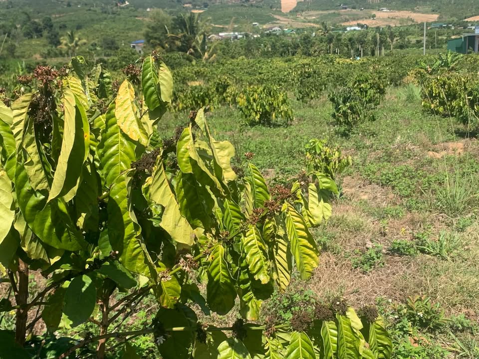 Đất Nền Xã Tân Văn, Lâm Hà - 1360m² Sổ Hồng Sẵn Sàng Đầu Tư