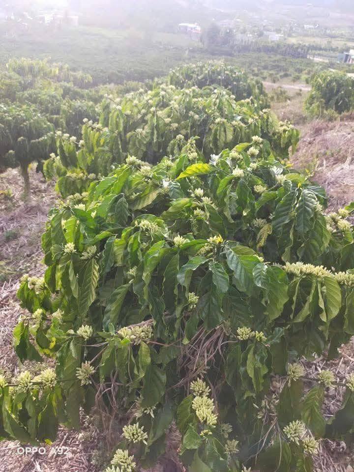 Bán Đất Lâm Hà 12240m² - 1.3 Tỷ, Sổ Đỏ Chính Chủ