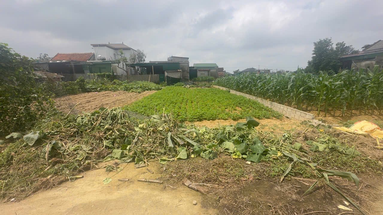 Đất Nền Nghi Trường 100m² - Đường Thông Sẵn Sổ, Giá Chỉ 1.4 Tỷ