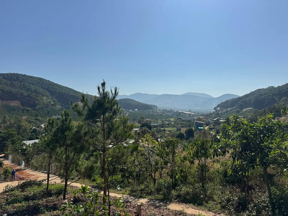 Đất Nam Ban 1000m² Giáp Rừng Thông - View Thung Lũng Đẹp