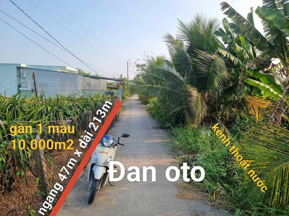 Bán Gấp Đất Vàng 10.000m² Dương Xuân Hội, Long An - Sổ Đỏ, Giá Tốt