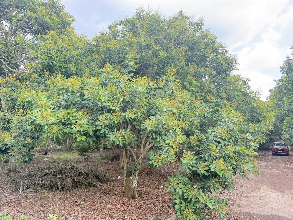 Đất Vườn 2600m² Xuân Lộc, Đồng Nai - Sổ Hồng Riêng, Giá Đầu Tư 3.5 Tỷ