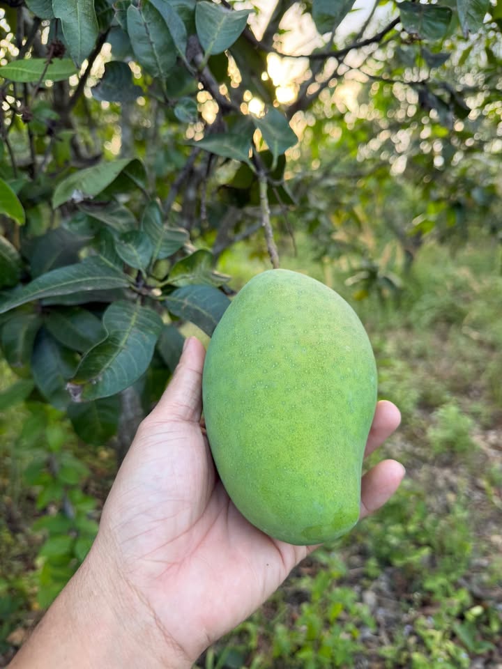 Bán Gấp Đất Vườn 10.000m² Xuân Lộc, Đồng Nai - Giá Đầu Tư 2.5 Tỷ