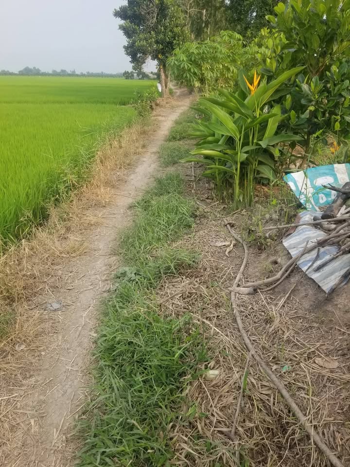 Bán 3.6ha Đất Ruộng Tháp Mười, Đồng Tháp - Xe Ba Bánh Tới Đất, Giá 1.8 Tỷ