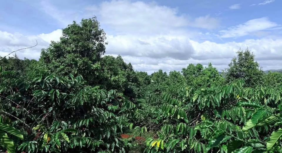 Bán Gấp Farm 1.3ha Đắk Lắk - Vườn Cà Phê Sầu Riêng Năng Suất Cao