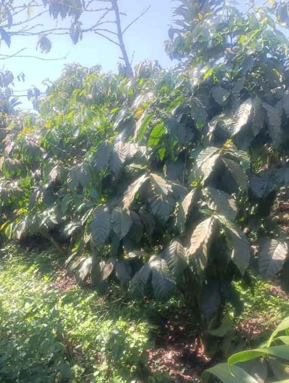 Đất Nền Lộc Ngãi, Bảo Lâm - 324m² Sổ Sẵn, Vườn Cafe Tiềm Năng