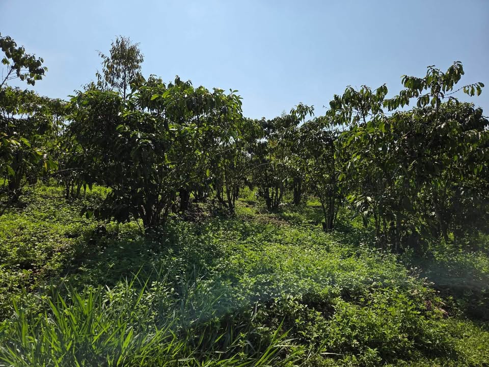 Bán Đất Nền 7200m² Xã Tân Lạc, Bảo Lâm - Hai Mặt Tiền Hẻm Giá Tốt