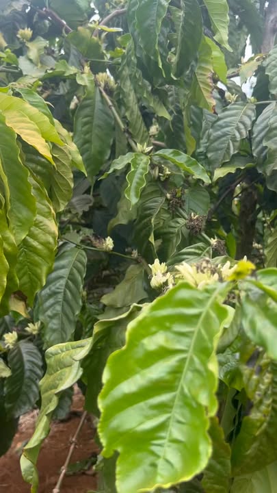 Bán Đất Vườn Lâm Đồng 10.000m² Mặt Tiền Đường Lớn - Giá 1.9 Tỷ