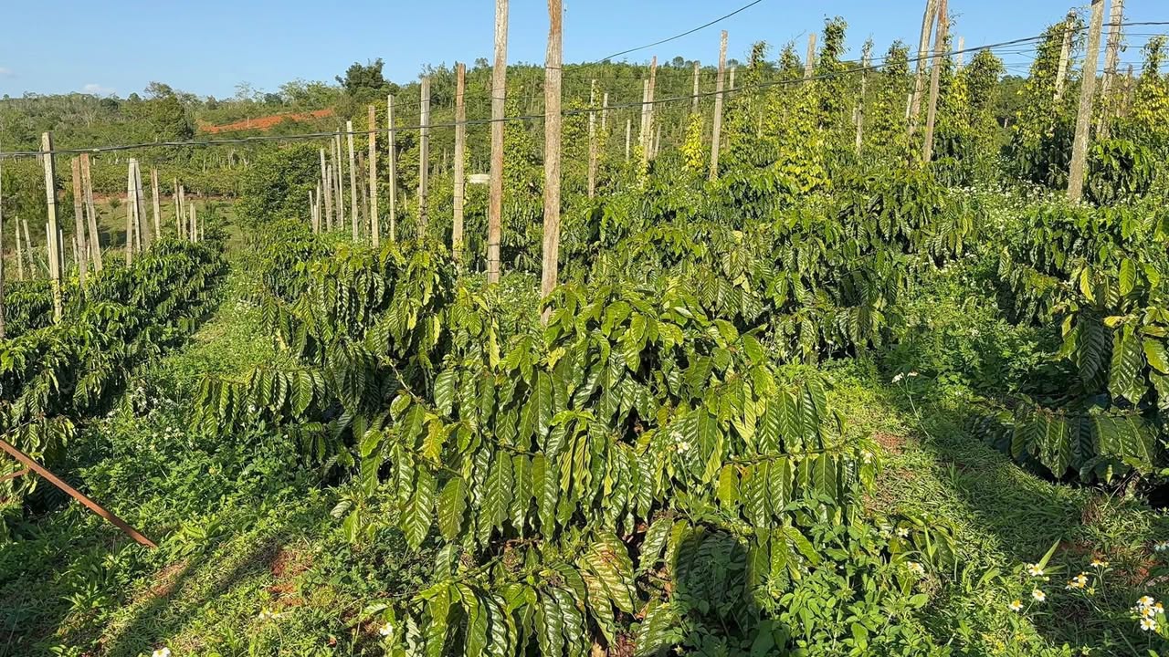 Bán Gấp Farm 3.5ha Cà Phê Tiêu Đắk Nông - Sẵn Sàng Sinh Lời!