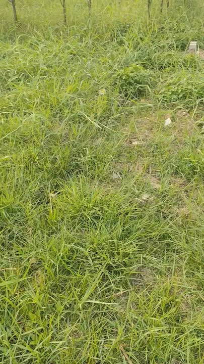 Đất Vườn Tiền Giang 2700m² - Giá 1.45 Tỷ - Cơ Hội Đầu Tư Sinh Lời