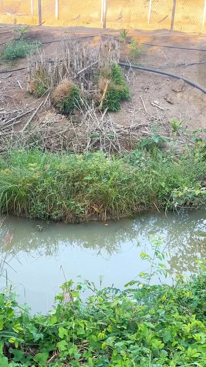 Đất Sào View Suối 2700m² Sổ Hồng Riêng - Giá Đầu Tư 1.56 Tỷ Tại Nhà Bè