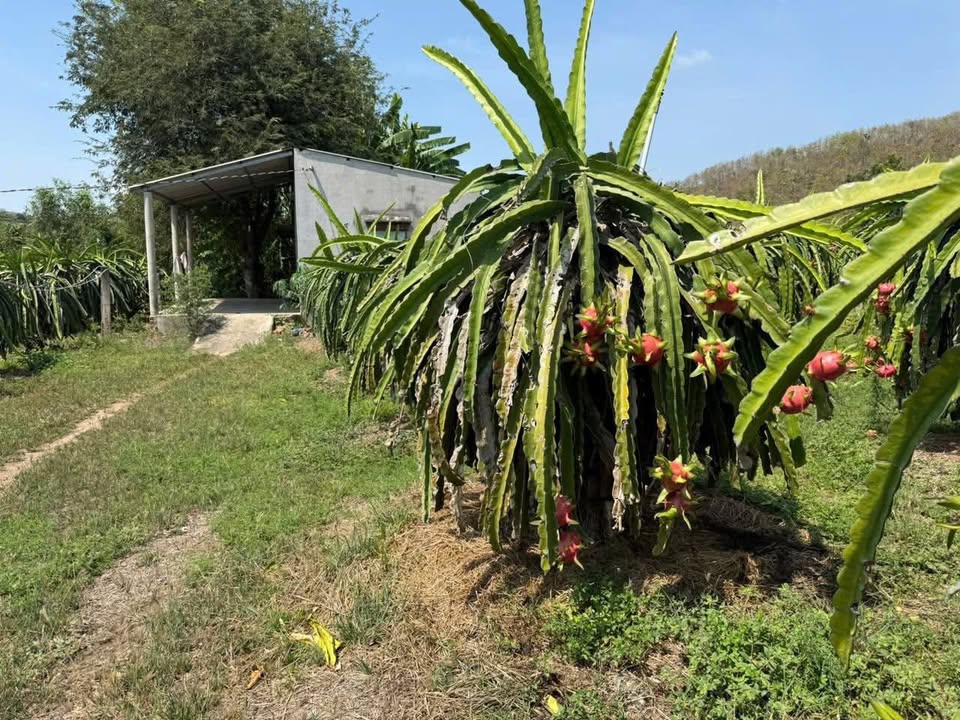 Bán Gấp Vườn Thanh Long 7000m² Xã Tân Lập, Bình Thuận - Giá 1.2 Tỷ